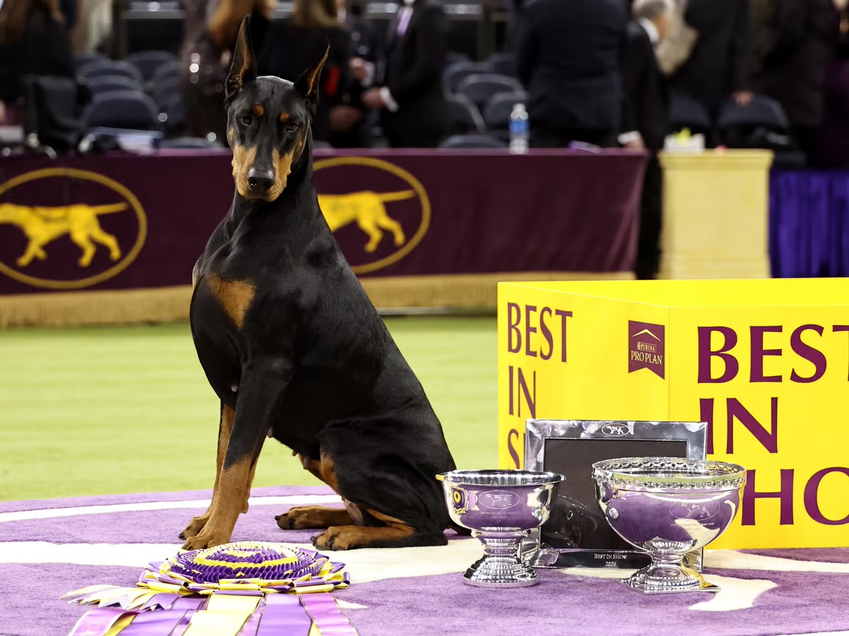 Chú chó Doberman tạo dáng sau khi được trao vương miện Chú chó đẹp nhất cuộc thi - Ảnh: Independent