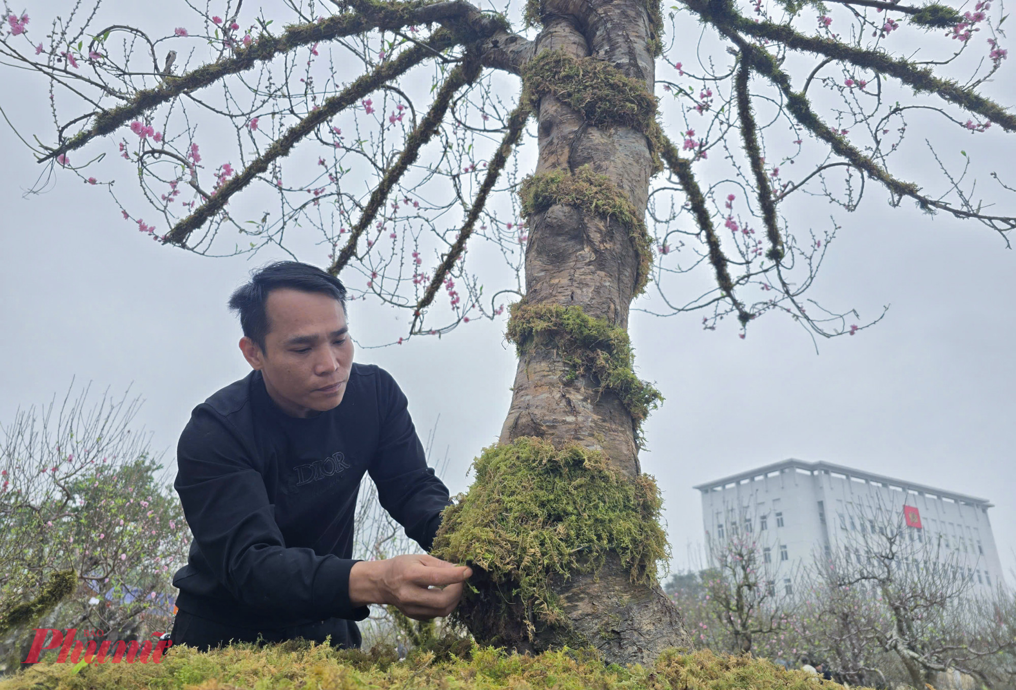 Mỗi cây đào là một “bài toán” sáng tạo riêng. Có cây dáng trực uy nghiêm, có cây thế huyền mềm mại, lại có gốc lũa kỳ quái… Người thợ phải làm sao để lớp rêu tôn lên dáng thế, làm nổi bật màu hoa, thách thức trí tưởng tượng của người xem.