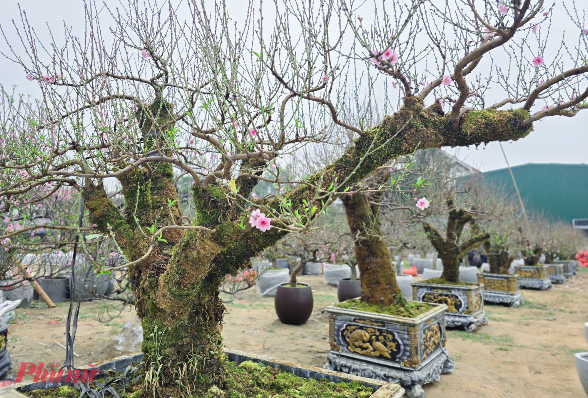 Những ngày này, dọc các tuyến phố trung tâm tỉnh Nghệ An đã nhộn nhịp cảnh mua bán cây cảnh tết. Tại nhiều điểm bán đào tết dọc 2 bên đường 72m, Lê Nin, đại lộ Vinh - Cửa Lò… hàng trăm gốc đào khủng với thân xù xì phủ rêu phong, cổ kính, khác biệt rõ nét so với các dòng đào truyền thống.