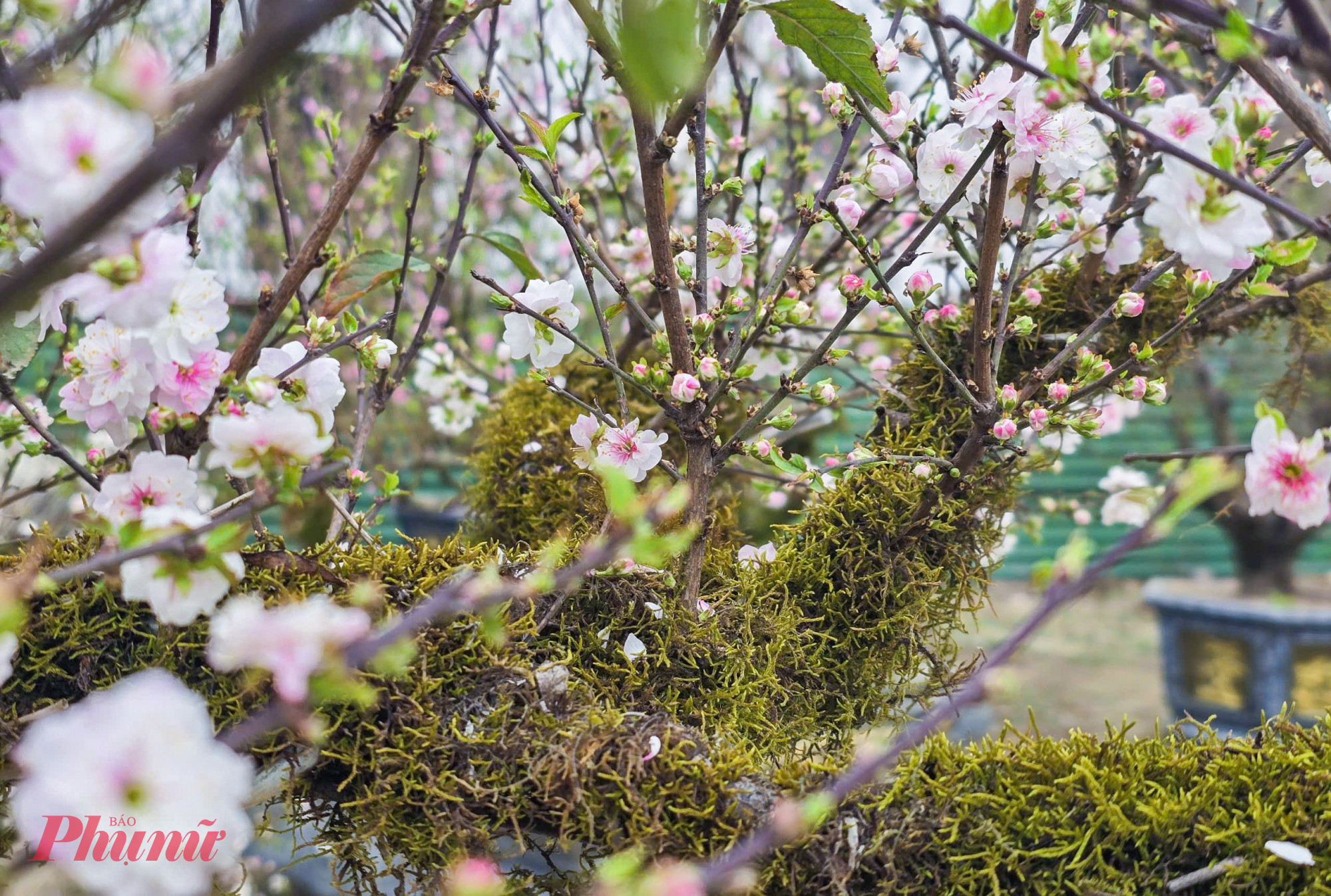 Lớp rêu xanh rêu phong khiến những chậu nhất chi mai toát lên vẻ thanh tao, cổ kính, tạo sức hút riêng giữa thị trường hoa xuân. Theo các tiểu thương, giá nhất chi mai phủ rêu dao động từ 3 - 10 triệu đồng/chậu; riêng những chậu có dáng đẹp, tuổi cây cao có thể lên tới vài chục triệu đồng.