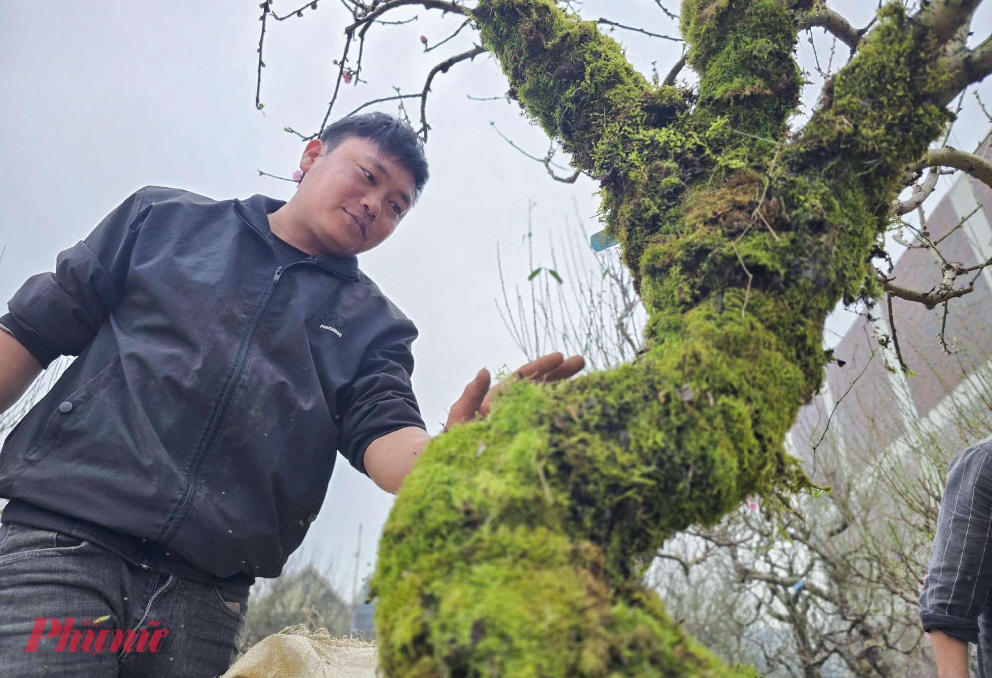 Không chỉ dừng lại ở dáng thế, năm nay nhiều chủ vườn đã “khoác áo rêu” cho cây đào như một cách tạo điểm nhấn mới, nâng giá trị thẩm mỹ và đáp ứng thị hiếu ngày càng tinh tế của khách hàng.