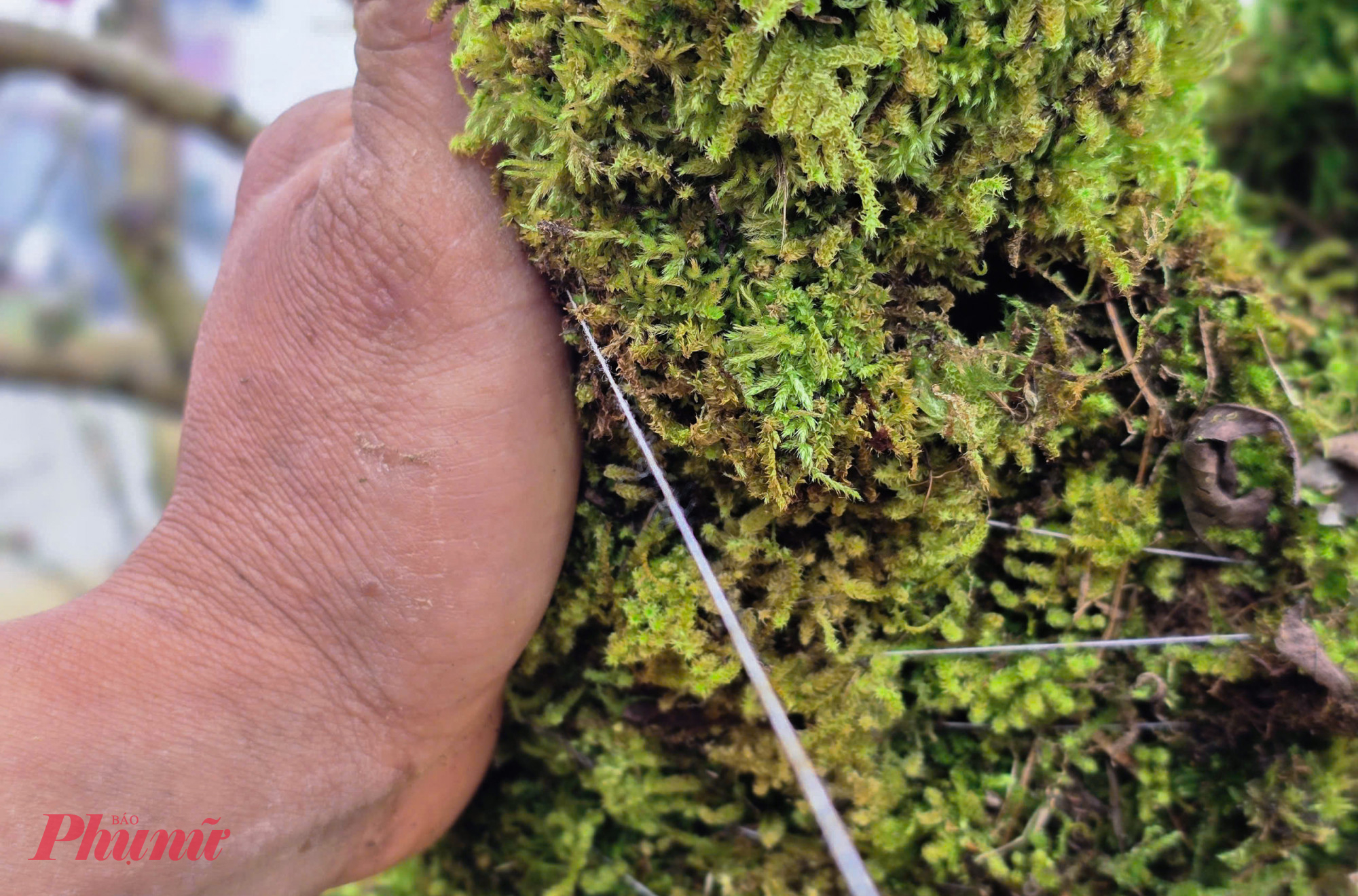 Những người thợ dùng những sợi chỉ nhỏ quấn chặt những tảng rêu xanh rì vào thân cây. 