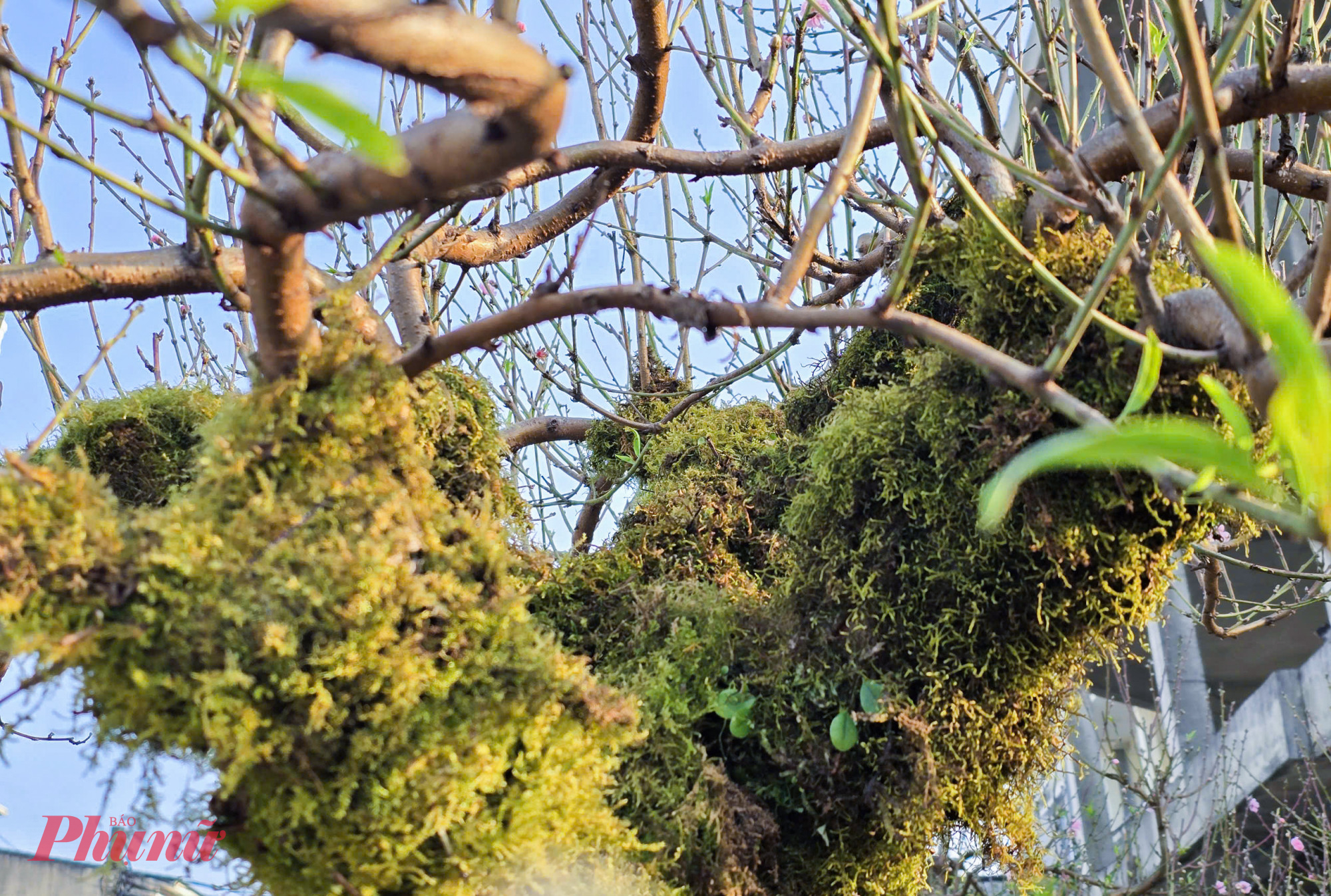 Lớp rêu được sử dụng để tạo nét cổ kính cho đào có nguồn gốc từ trong những khu rừng già, khe suối… được tuyển chọn kỹ lưỡng. 