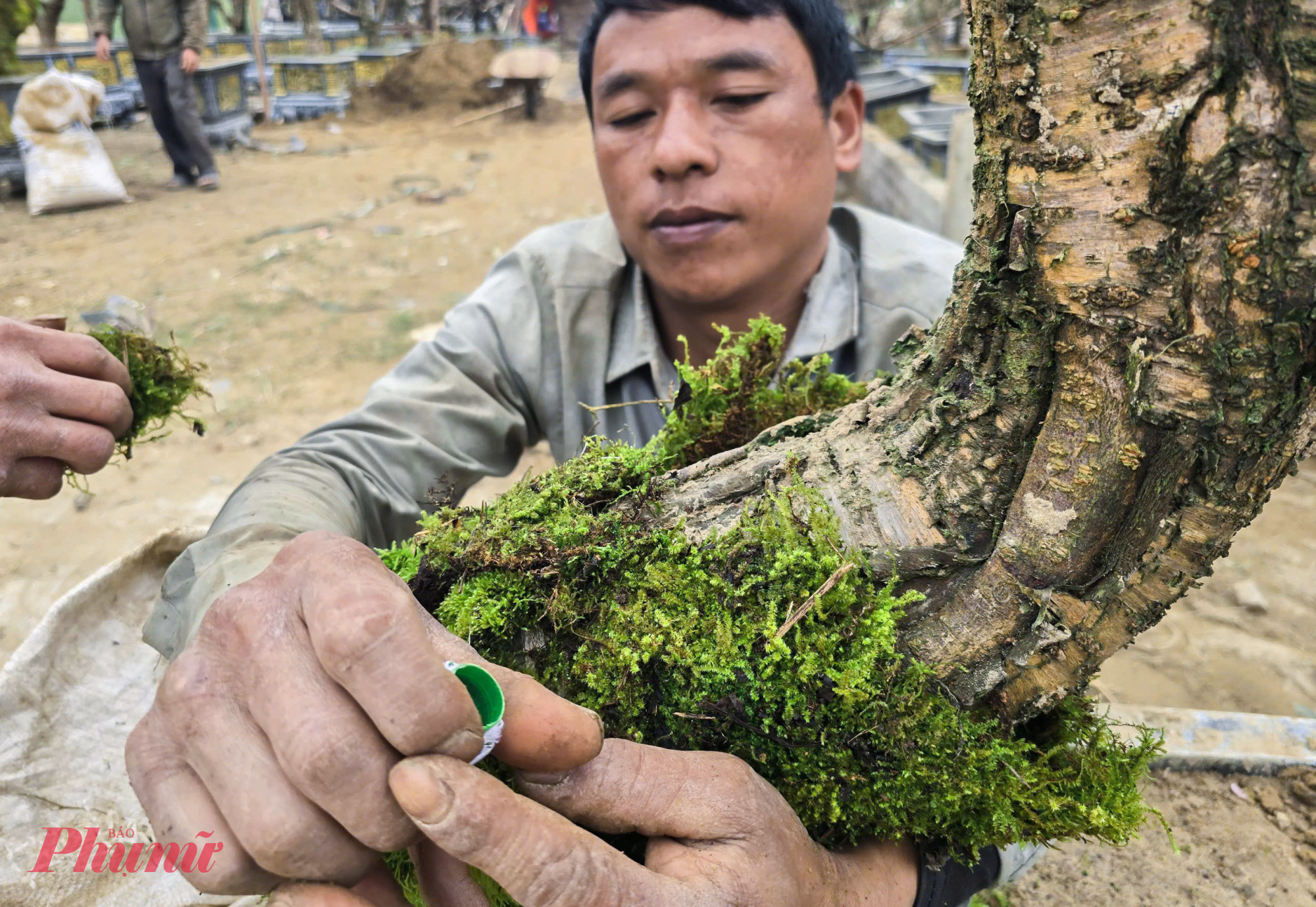 “Nếu nếu làm đúng kỹ thuật, rêu tự nhiên không gây hại mà còn giúp thân đào bớt khô, nhất là trong điều kiện thời tiết hanh lạnh những ngày giáp tết” - anh Xồng Quý Hưng (23 tuổi, quê tỉnh Lào Cai) nói.
