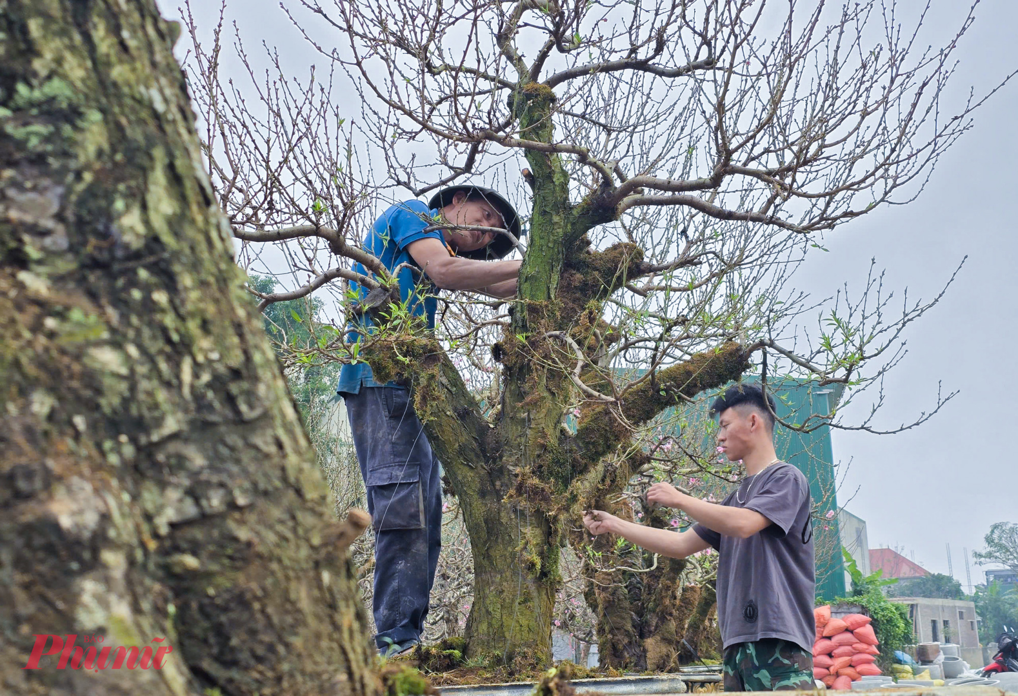 Dịp tết năm nay, ông Mẫn nhập về hơn 500 gốc đào Mộc Châu, đồng thời thuê 6 thợ lành nghề từ Sơn La về trực tiếp đắp rêu cho cây. Chi phí rêu và công đắp dao động từ 300.000 - 400.000 đồng mỗi cây đào cổ thụ.