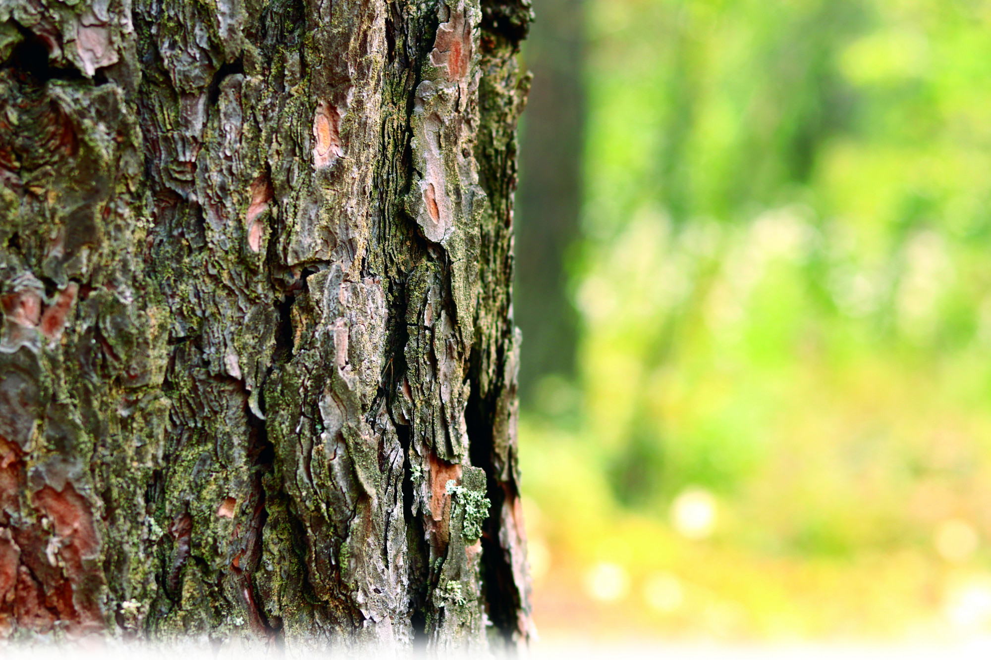 Ảnh: LÊ NGUYỄN PHẠM k.