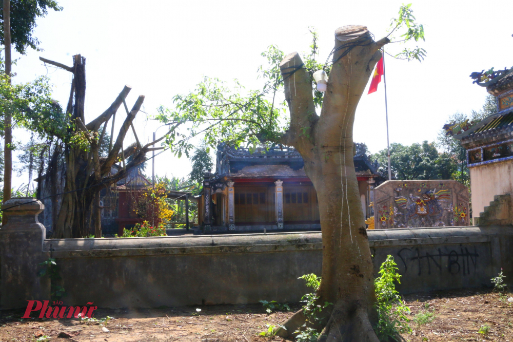 Theo phản ánh của người dân địa phương, cây xanh này không chỉ là một cá thể thực vật đơn thuần, mà còn là “nhân chứng sống” của lịch sử làng quê. Trải qua hơn một thế kỷ, cây đã chứng kiến bao thăng trầm: từ những năm tháng chiến tranh khói lửa, đến thời kỳ đổi mới, đô thị hóa len lỏi về vùng quê