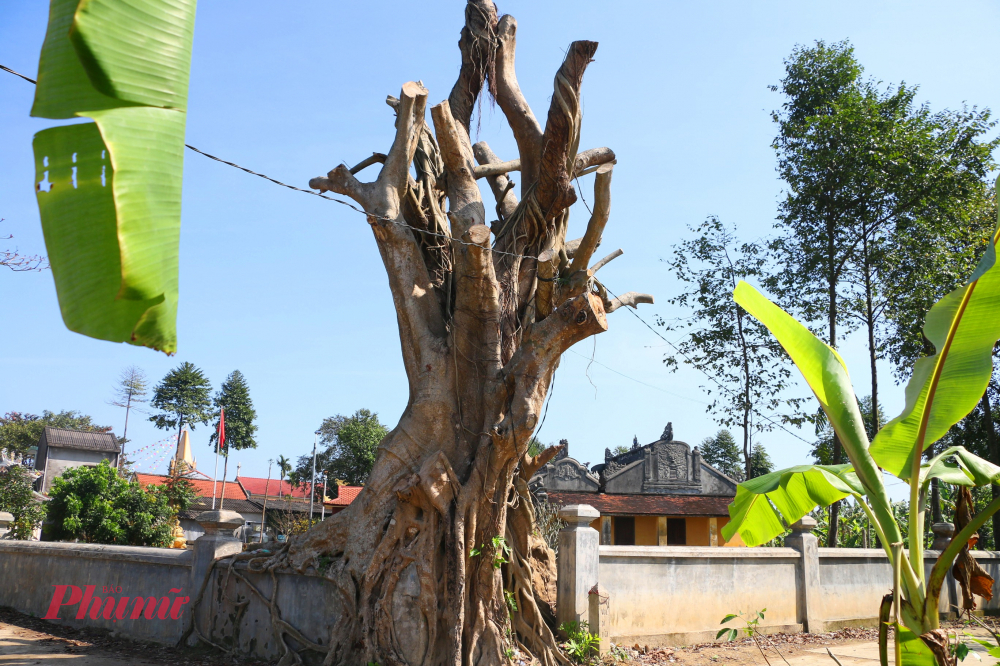 Thực tế cho thấy, ở nhiều địa phương khác, những cây cổ thụ được xem như “báu vật”, được gắn biển bảo vệ, lập hồ sơ theo dõi, thậm chí trở thành biểu tượng văn hóa – du lịch. So với điều đó. Việc cây đa hàng trăm năm  tuổi ở đình Lại Ân bị cưa trụi một cách lặng lẽ càng khiến dư luận băn khoăn về ý thức bảo tồn di sản ở cơ sở