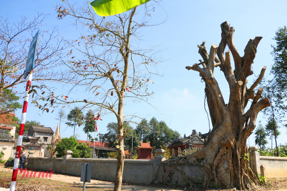 Ông Ph.V.Th. (trú gần đình làng Lại Ân) cho biết, một nhóm người trong tổ dân phố đã tự ý cho cưa trụi cành cây nói trên. Theo ông, khoảng 3 xe tải gỗ thu được sau việc cưa trụi cành các cây xanh và có khả năng, số gỗ đã được chở đi bán.