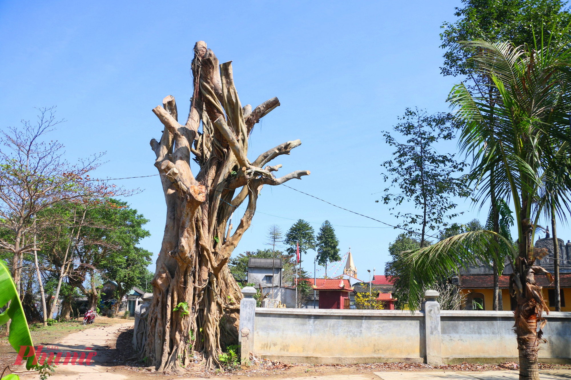 Theo ông Võ Văn Thịnh, Chủ tịch UBND phường Dương Nỗ cho biết, sau các đợt bão lũ năm 2025, một số nhánh cây trong khu vực đình làng Lại Ân bị sệ xuống. Trong đợt ra quân “Chủ nhật xanh” cách đây khoảng 2–3 tuần, người dân địa phương có tiến hành tỉa một số nhánh cây bị sệ. Ông Thịnh cho rằng, việc cưa trụi cành các cây xanh trong khu vực di tích là “hơi mạnh tay”. Địa phương sẽ rút kinh nghiệm và yêu cầu mọi hoạt động có tác động đến khu vực di tích phải được báo cáo, thực hiện đúng quy trình theo quy định.