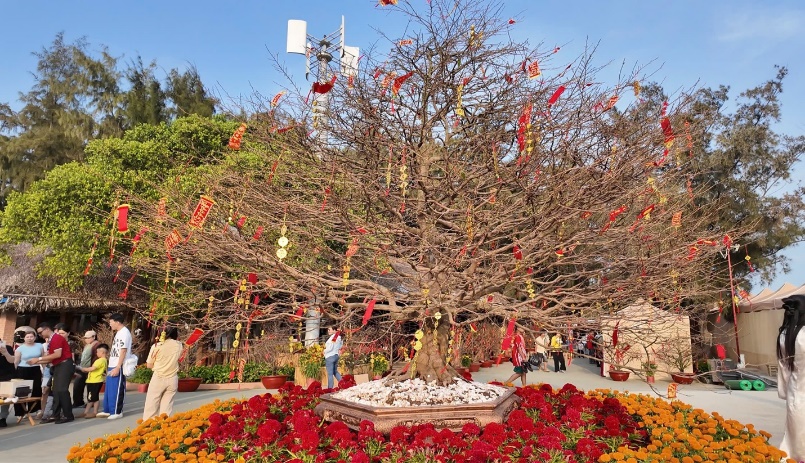 Cây mai cổ thụ 150 năm tuổi thu hút du khách chụp ảnh, check-in - Ảnh: Khoa Nam