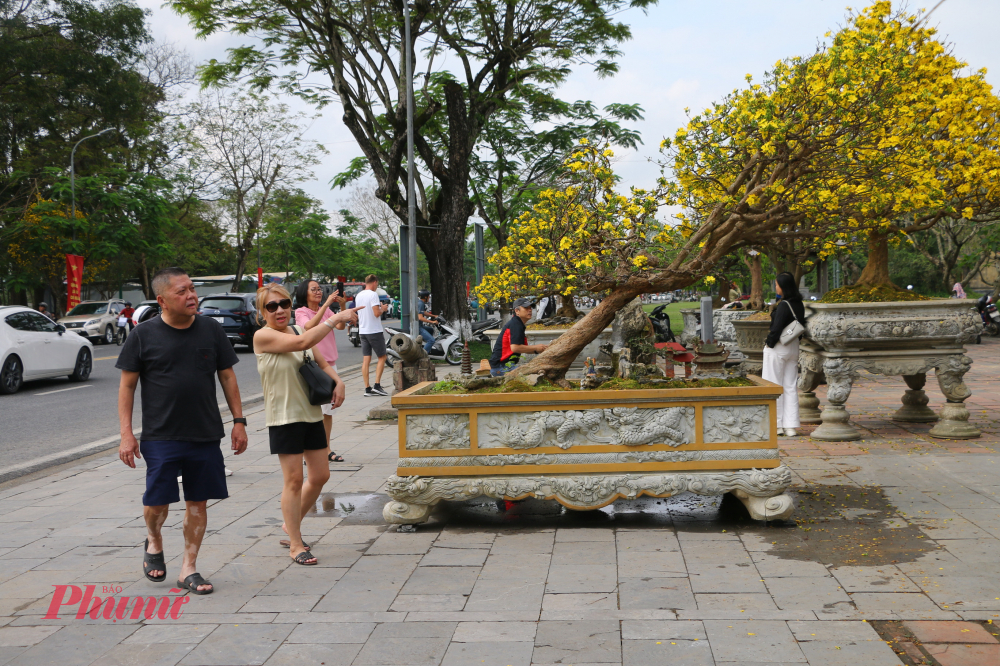 Những gốc hoàng mai cổ thụ trong Hoàng thành, dù trải qua bao biến thiên lịch sử, vẫn âm thầm trổ hoa mỗi độ Tết đến xuân về, như chứng nhân lặng lẽ của thời gian