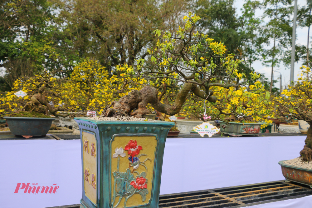 Không chỉ trong chốn cung đình, hoàng mai còn hiện diện trong đời sống dân gian của người Huế. Trước sân nhà rường, bên hàng chè tàu xanh mướt, một gốc hoàng mai già là niềm tự hào của nhiều gia đình. 