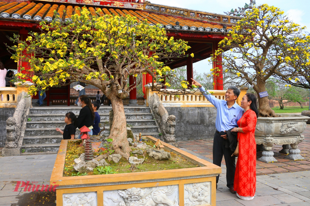 Hoàng mai Huế không rực rỡ như mai vàng phương Nam, cũng không kiêu sa như đào xứ Bắc. Sắc vàng của hoàng mai nhẹ và ấm, như ánh nắng sớm mai vương trên mặt sông Hương. Cánh hoa mỏng, nhỏ, xếp khéo léo quanh nhụy, toát lên vẻ thanh khiết và tao nhã