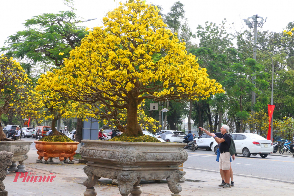 Sắc mai vàng dịu ấy, giữa không gian cổ kính và trầm mặc, chính là lời mời gọi nhẹ nhàng của Cố đô – mời ta chậm lại, cảm nhận và yêu hơn vẻ đẹp bền bỉ của thời gian
