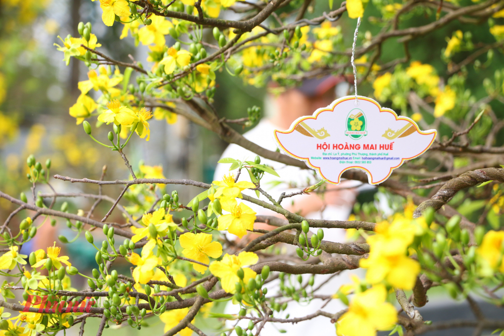 Giữa không gian ấy, người ta như cảm nhận rõ hơn nhịp chảy chậm rãi của thời gian – thứ nhịp điệu rất Huế, rất khác với sự vội vã nơi phố thị.