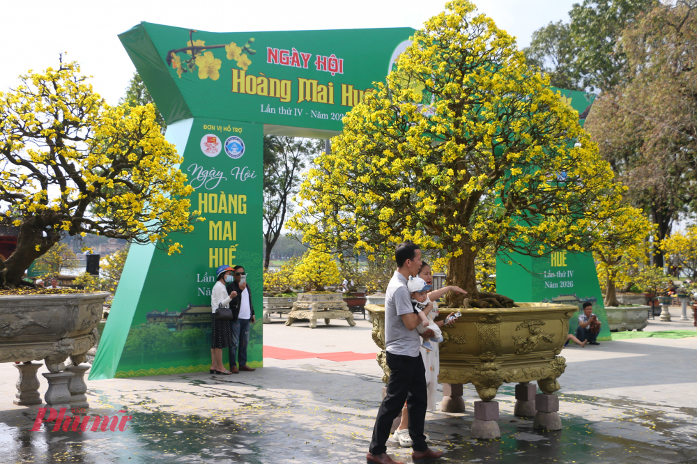 Xuân về Huế, nếu có dịp thong thả dạo bước dưới những tán mai vàng, lắng nghe tiếng chuông chùa ngân vang trong sương sớm, người ta sẽ hiểu vì sao hoàng mai không chỉ là một loài hoa, mà là linh hồn của mùa xuân xứ Huế