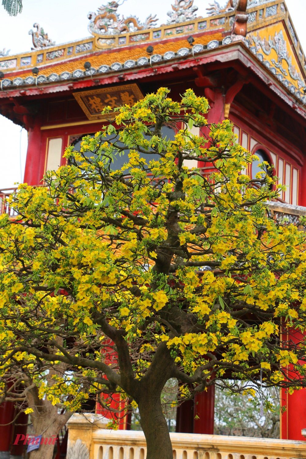 Từ lâu, hoàng mai đã gắn bó mật thiết với đời sống văn hóa, tín ngưỡng và mỹ học cung đình Huế.