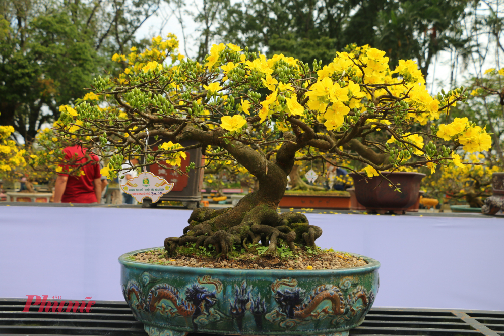 Với người Huế, chơi mai không phải để khoe sự giàu sang, mà là thú thưởng hoa mang tính tinh thần, gửi gắm ước vọng về một năm mới an lành, thanh sạch và bền bỉ. 