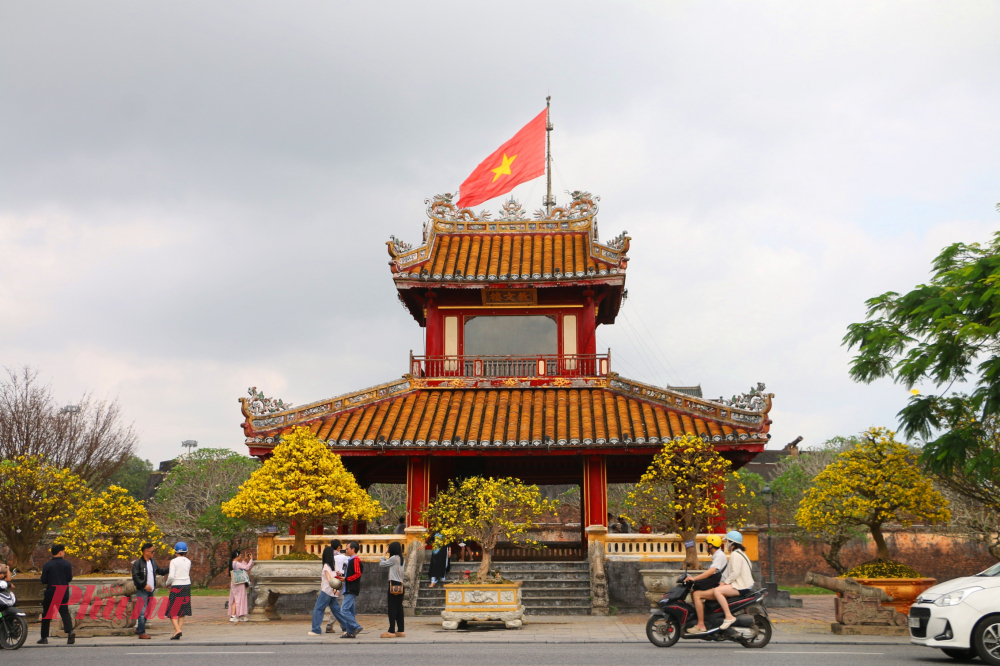 Ngày xuân dạo bước trong Kinh thành Huế, dễ bắt gặp những gốc hoàng mai nở rộ bên tường thành rêu phủ, trước hiên các cung điện xưa. Sắc vàng dịu nhẹ của hoa hòa quyện cùng màu xám cổ kính của gạch đá, tạo nên một bức tranh vừa tươi mới vừa hoài niệm