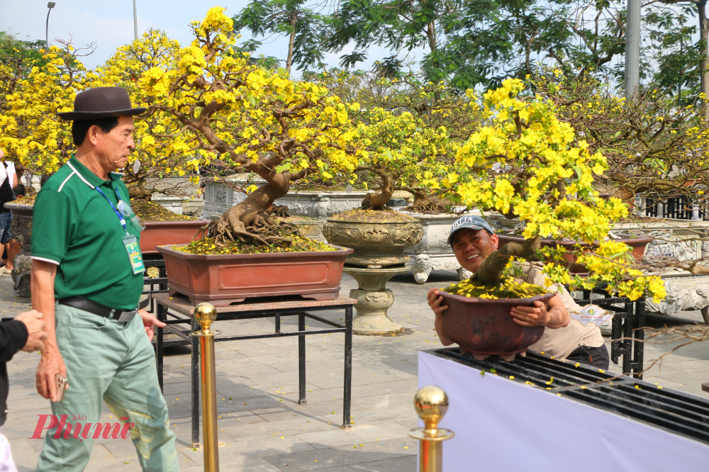 Hoàng mai Huế cũng “khiêm nhường” như chính con người nơi đây. Hoa không nở ào ạt mà chậm rãi, từng nụ hé mở theo nắng xuân