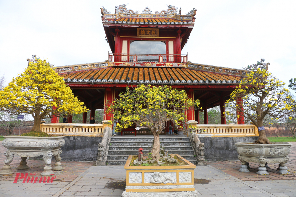 Giữa không gian cổ kính của thành quách, đền đài và những mái ngói rêu phong, sắc hoàng mai bừng nở như một nét chấm phá tinh tế, làm sống dậy hồn xuân xứ Huế – thanh tao, kín đáo mà sâu lắng.