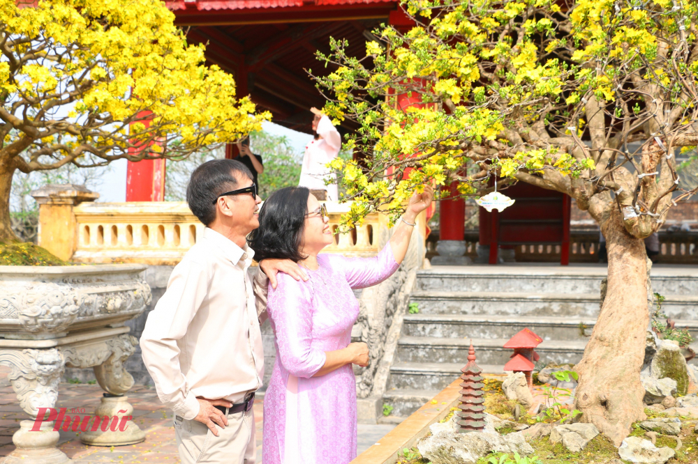 Những gốc mai hàng chục, thậm chí hàng trăm năm tuổi được chăm sóc công phu, tạo dáng nghệ thuật, thu hút đông đảo người dân và du khách đến chiêm ngưỡng