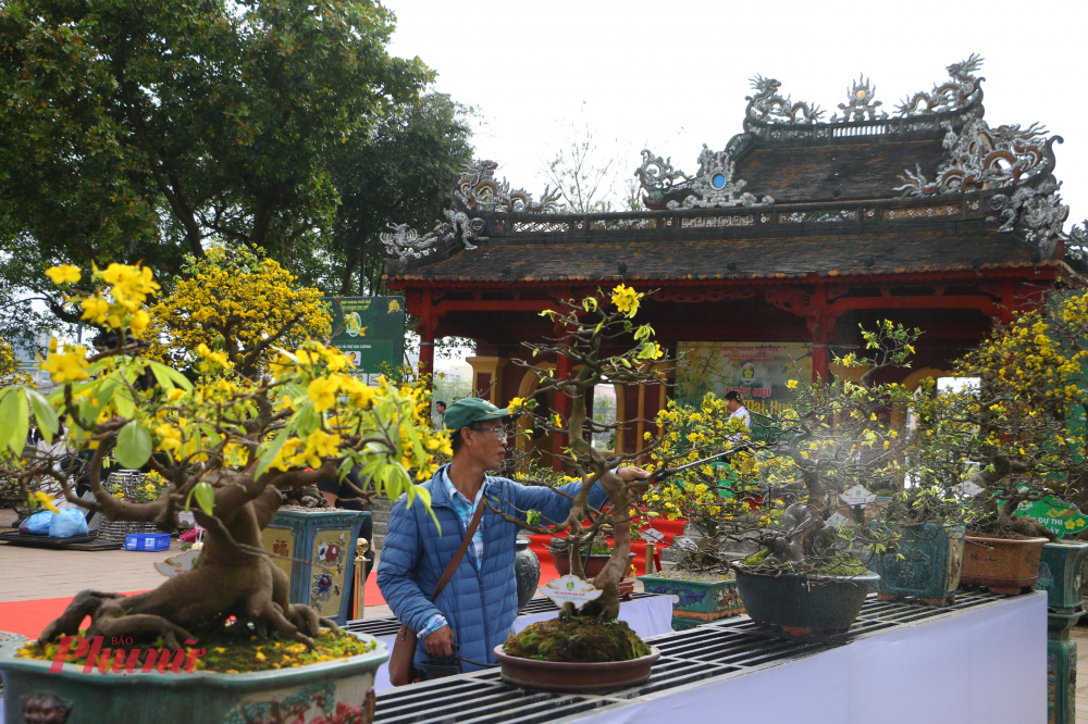 . Nhiều nghệ nhân Huế miệt mài bảo tồn và nhân giống hoàng mai truyền thống, xem đó không chỉ là nghề mà còn là cách gìn giữ di sản văn hóa.