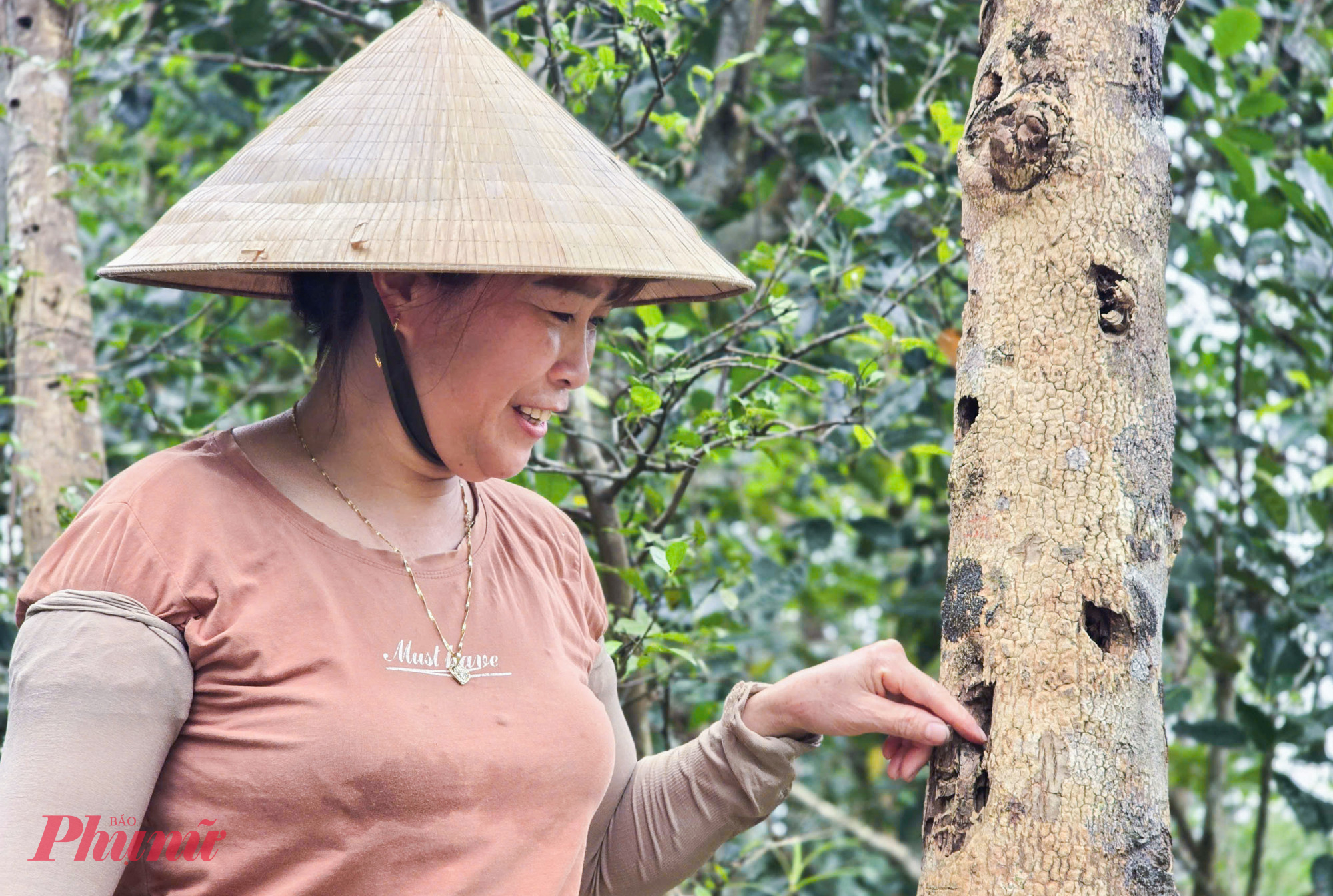 Chị Phượng kiểm tra các vết thương trên cây dó bầu