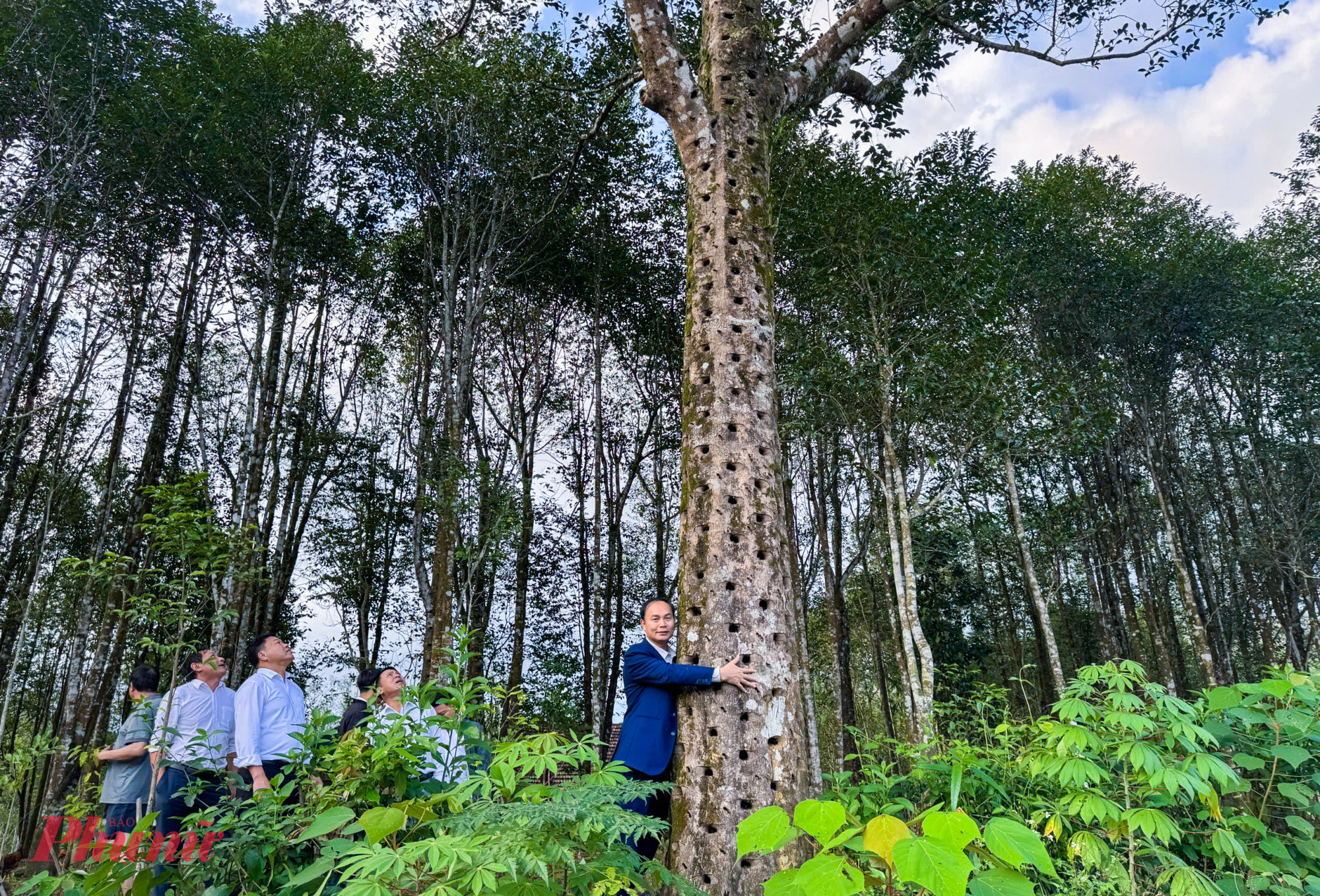 Những cây dó bầu cổ thụ ở xã Phúc Trạch - Ảnh: Khánh Trung