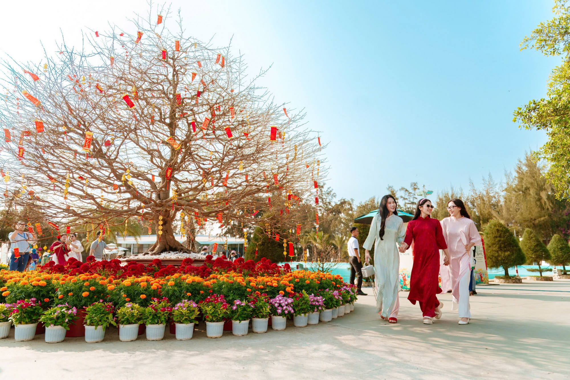 Du khách thích thú chụp ảnh bên ‘cụ mai’ hơn trăm tuổi tại Cần Giờ dịp Tết Nguyên đán 2026