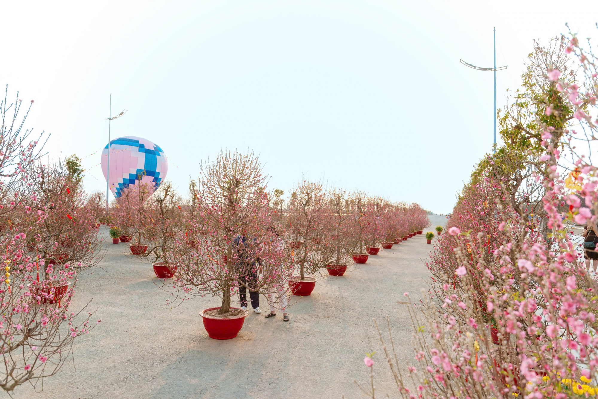 Hoa đào bung nở rực rỡ sắc màu giữa không gian Lễ hội Xuân Cần Giờ