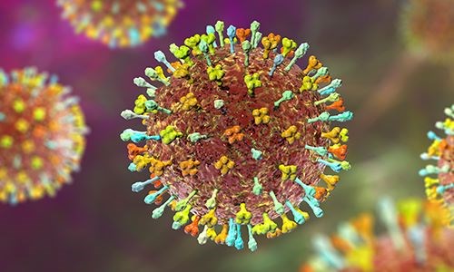 Virus Nipah có tỉ lệ tử vong lên tới 75%. Ảnh: Trung tâm Kiểm soát và Phòng ngừa Dịch bệnh châu Âu