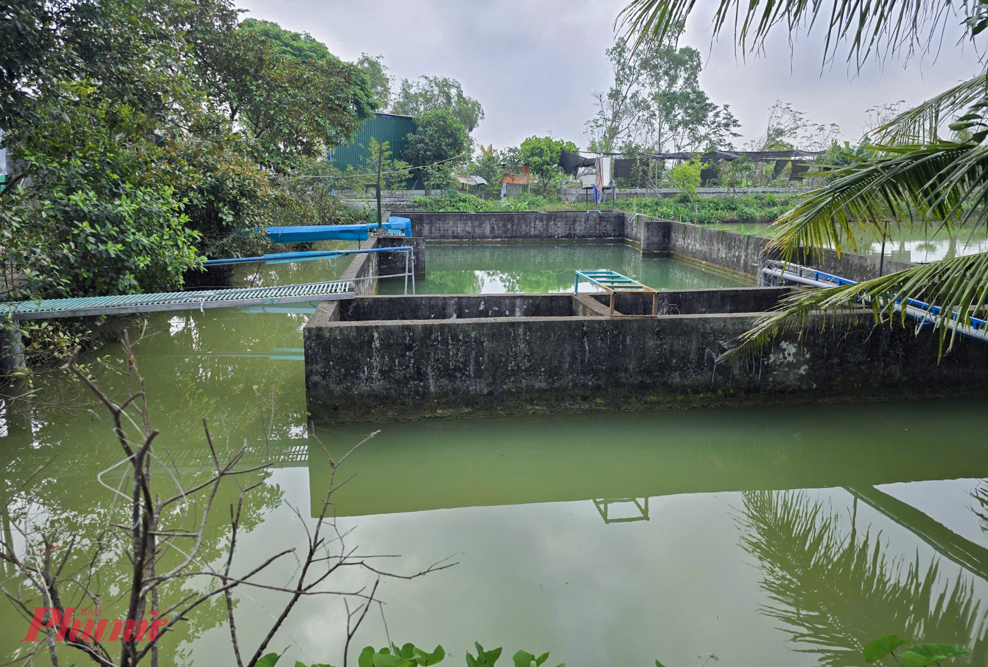 2 ao tích trữ nước được xây dựng để chủ động nguồn nước để nuôi lươn, thay vì lấy nước từ ngoài đồng ruộng