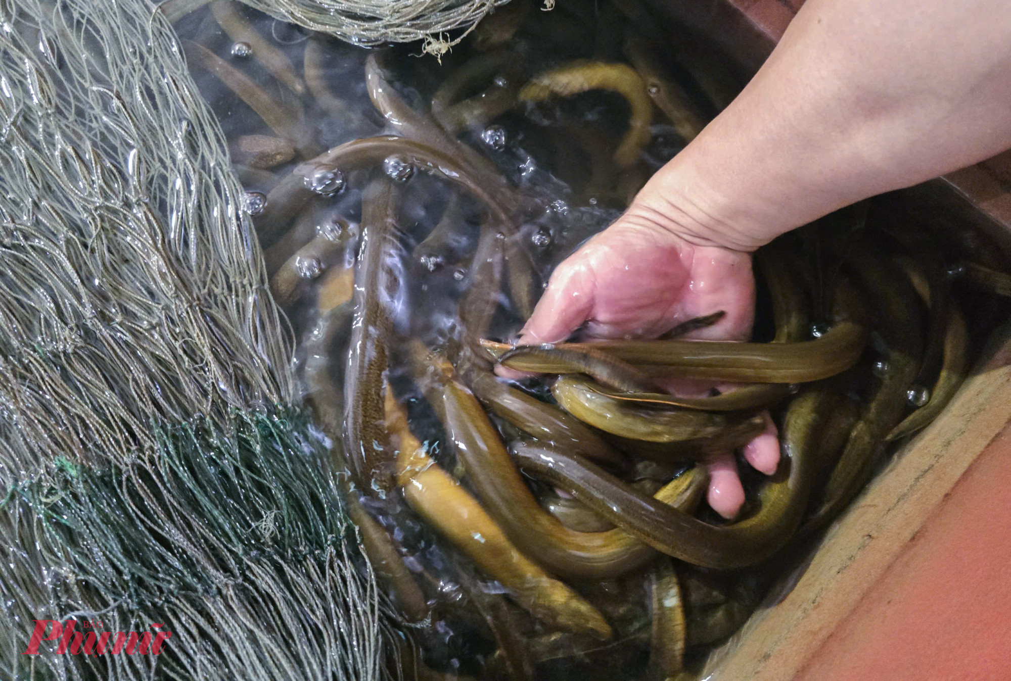 Các bể lươn không bùn thay vì nuôi lươn bùn như truyền thống trong trang trại anh Lượng