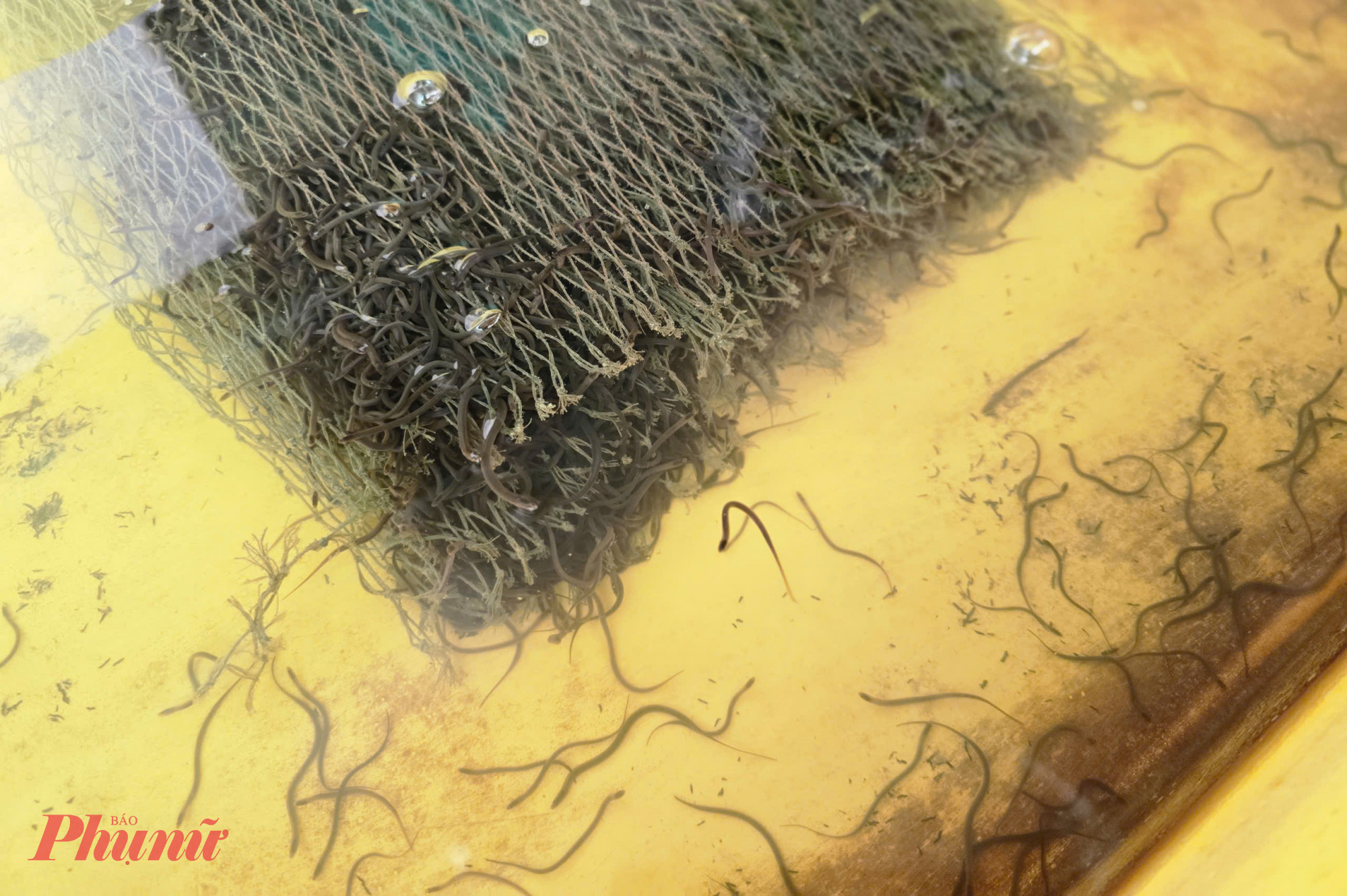 Trứng lươn sau khi ấp được chuyển qua các bể khác nhau theo từng giai đoạn