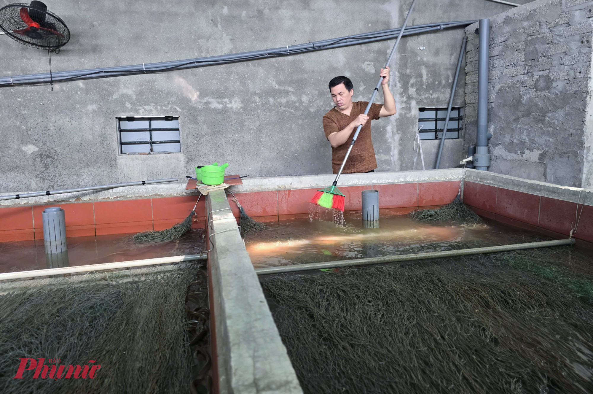 Anh Lượng tỉ mỉ vệ sinh bể, theo dõi lươn hàng ngày