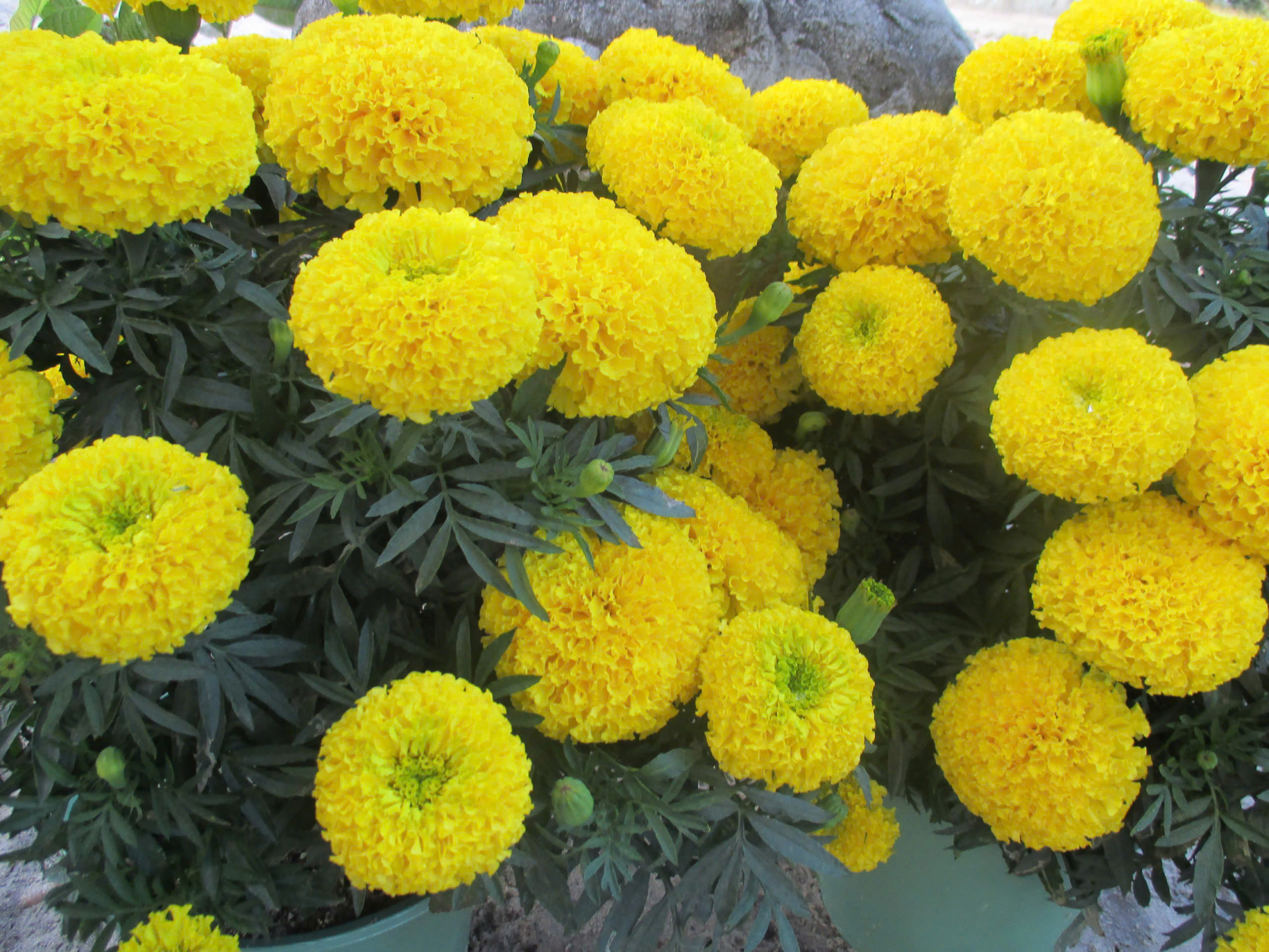 Màu hoa như màu bánh thuở xưa...