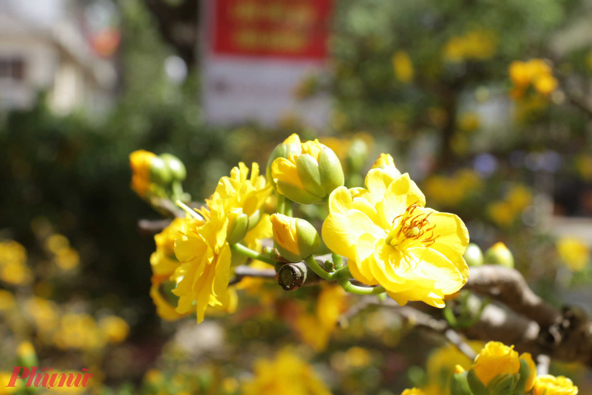 Hoa mai bung nở rực rỡ dưới ánh nắng
