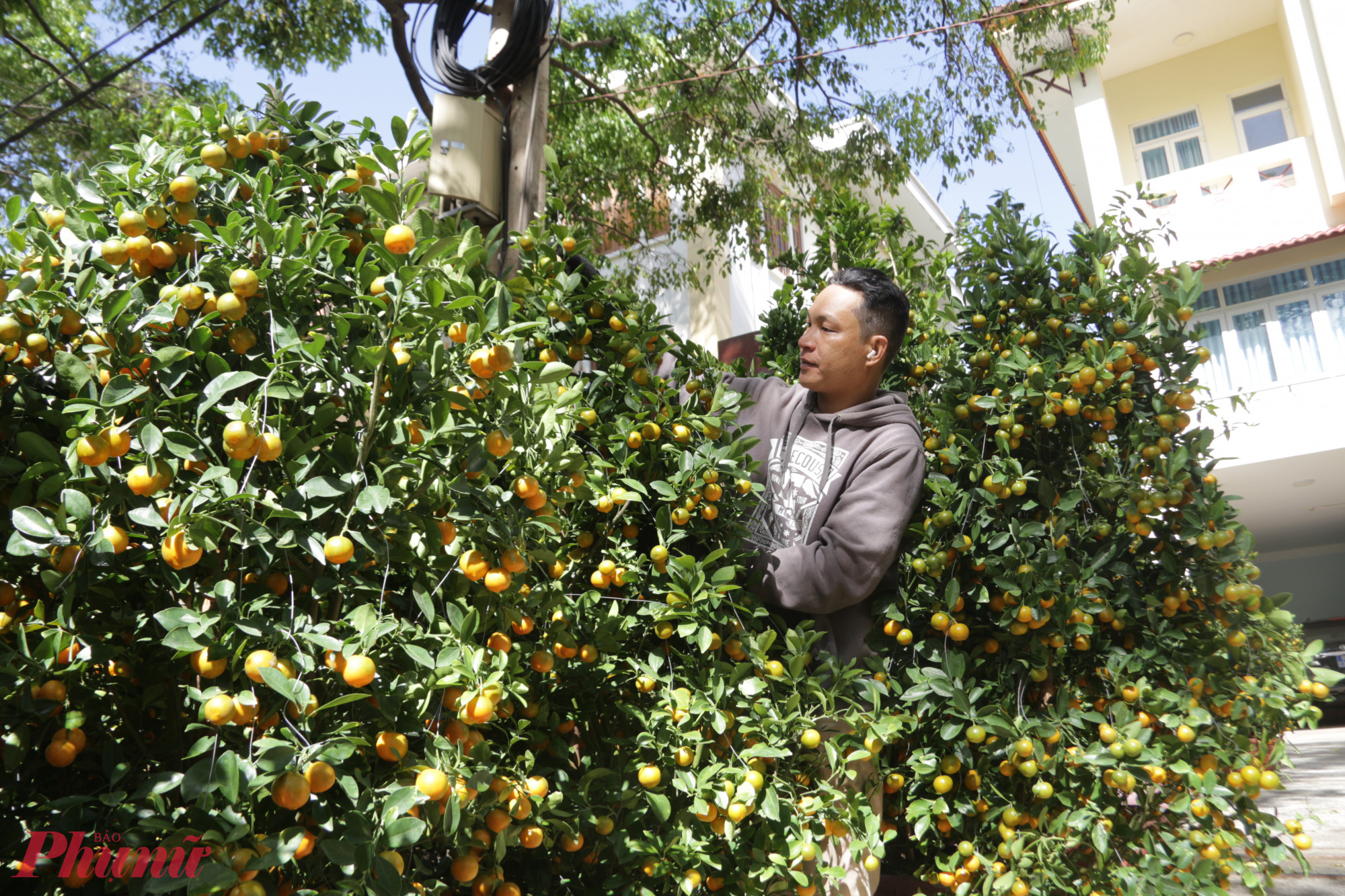 Anh Trần Ngọc Thiện đưa những chậu quất hồi sinh sau mưa lũ lên Buôn Ma Thuột bán phục vụ thị trường Tết