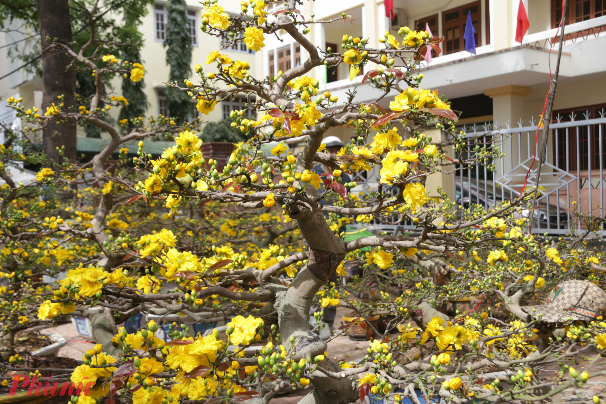 Nhờ được chăm sóc kỹ lưỡng, những cây mai vàng sau lũ vẫn nở rộ, cành chi chít nụ