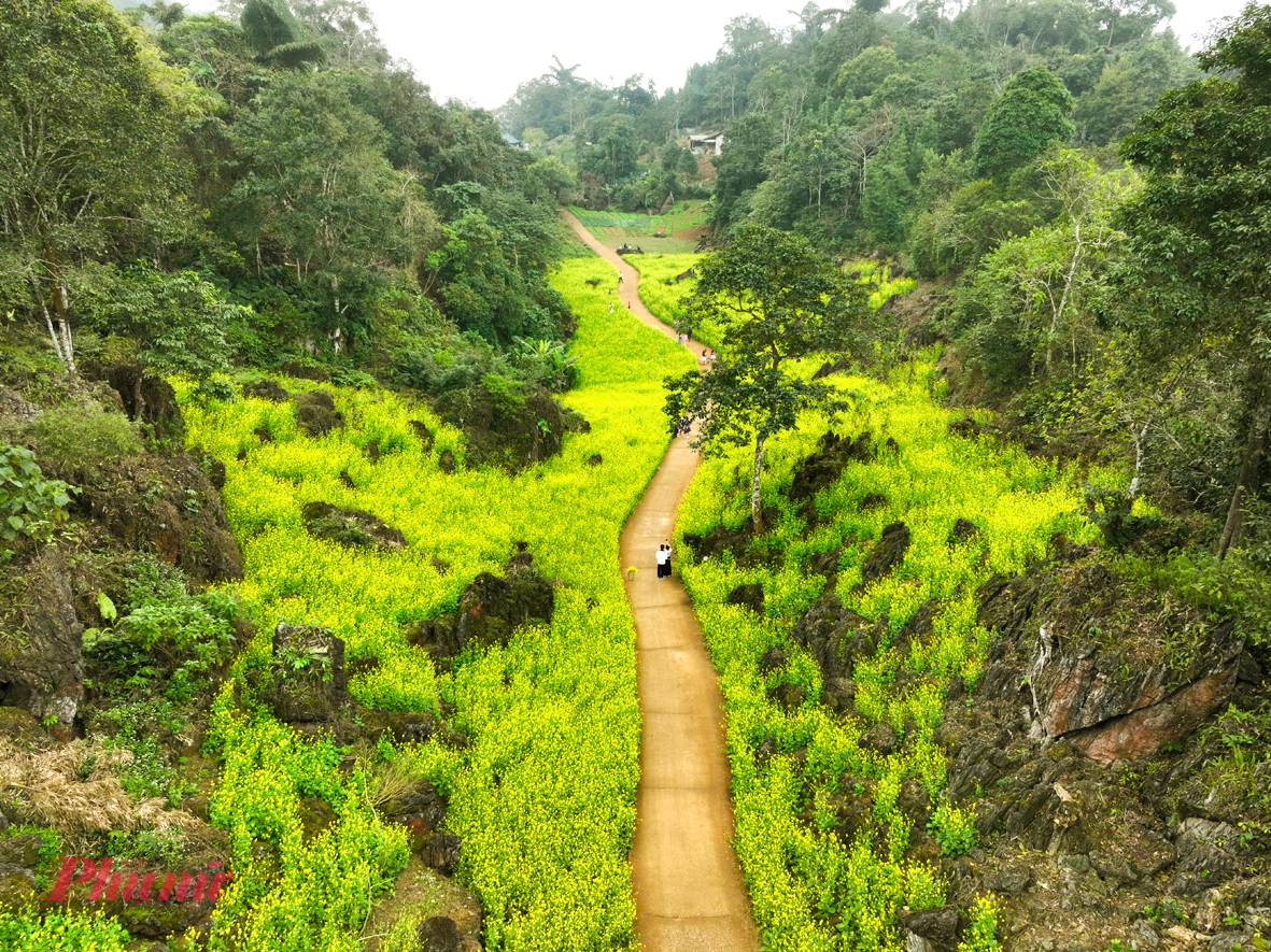 Những ngày cận Tết, Suối Giàng (Văn Chấn, Yên Bái) khoác lên mình sắc cải vàng óng, đan xen những phiến đá xám đen đặc trưng, tạo nên vẻ đẹp vừa dịu dàng, vừa nguyên sơ.