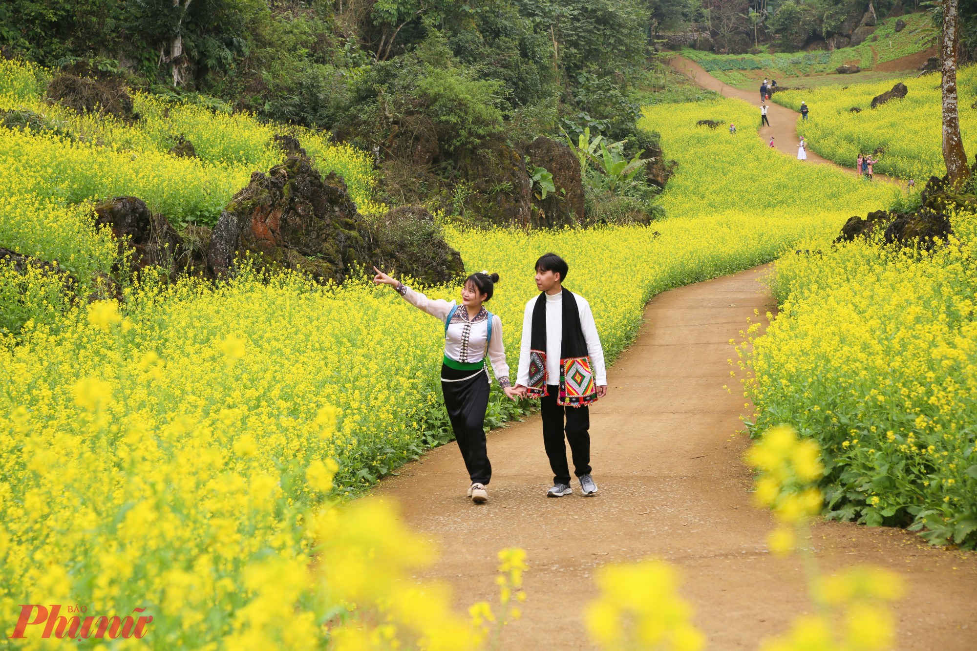 Mùa hoa cải nở rộ trên đỉnh núi mờ sương, lặng lẽ lưu giữ những lời hẹn ước ngọt ngào của tuổi trẻ.