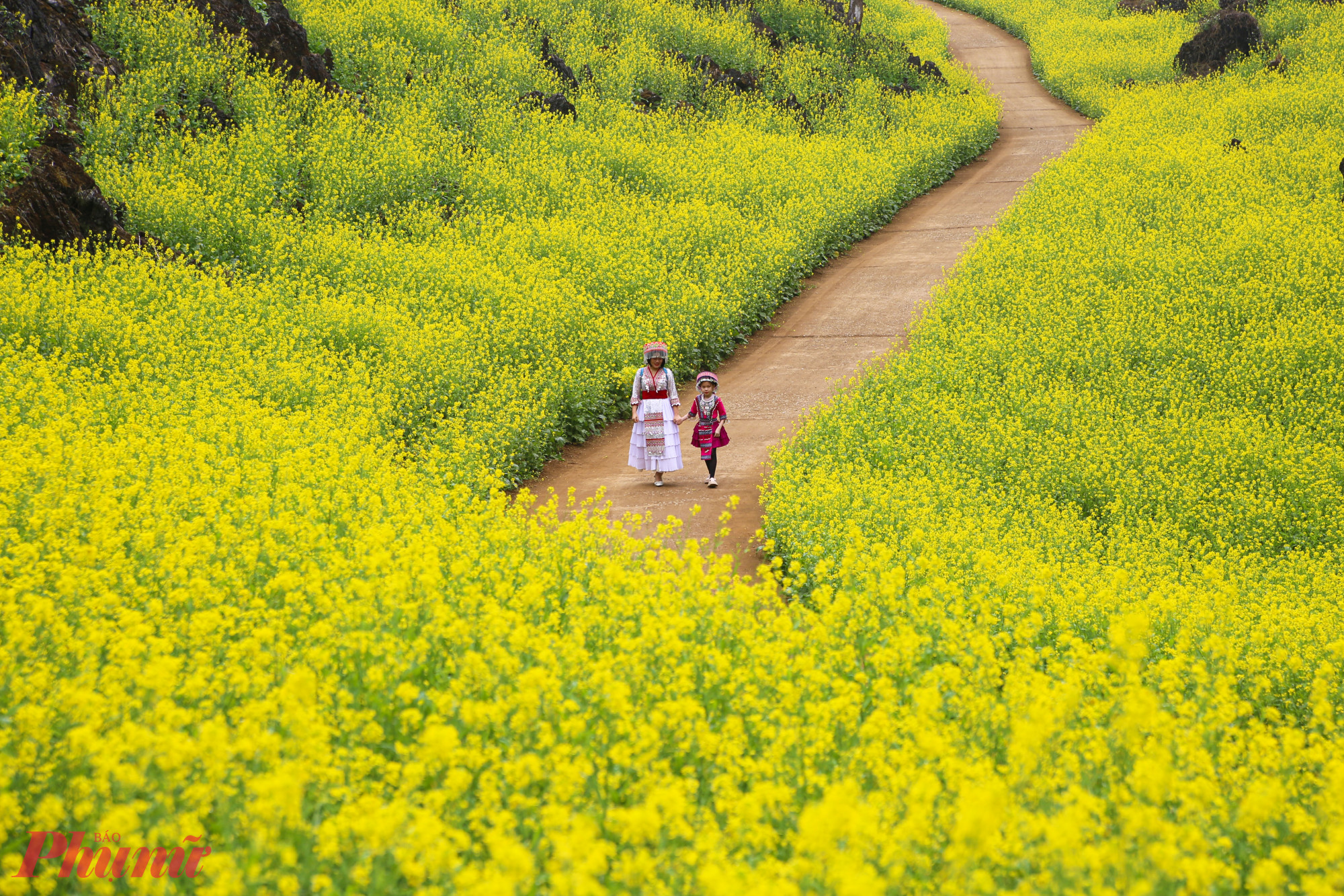 Hoa cải Suối Giàng không chỉ làm mềm sườn núi bằng sắc vàng thơ mộng, mà còn là nhịp cầu nối yêu thương, văn hóa và niềm tự hào của con người nơi đây