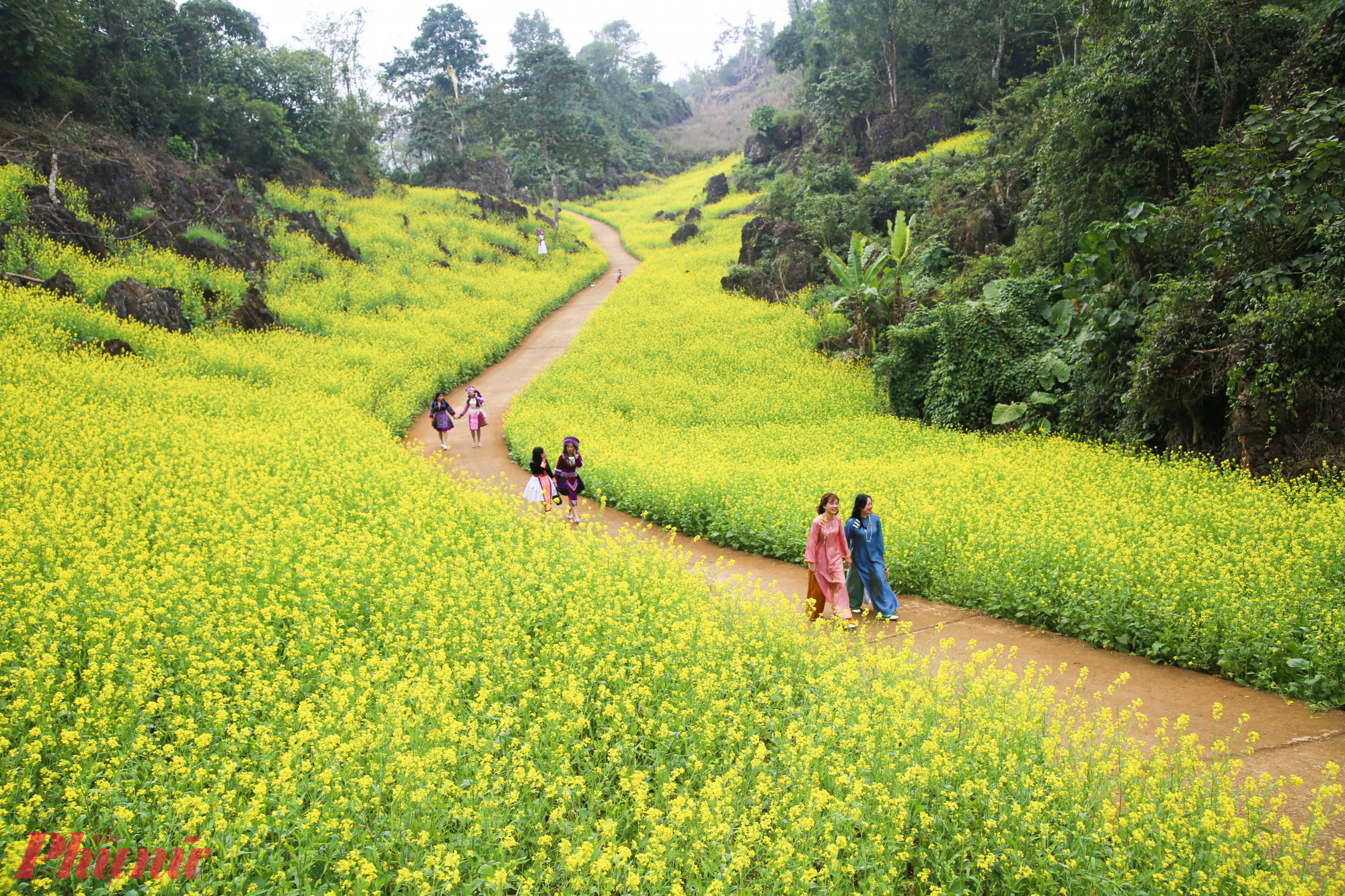 Bước chân thơ trẻ, tà áo dài lữ khách – tất cả chợt trở nên nhỏ bé, thơ mộng trước đại ngàn hoa cải Suối Giàng.