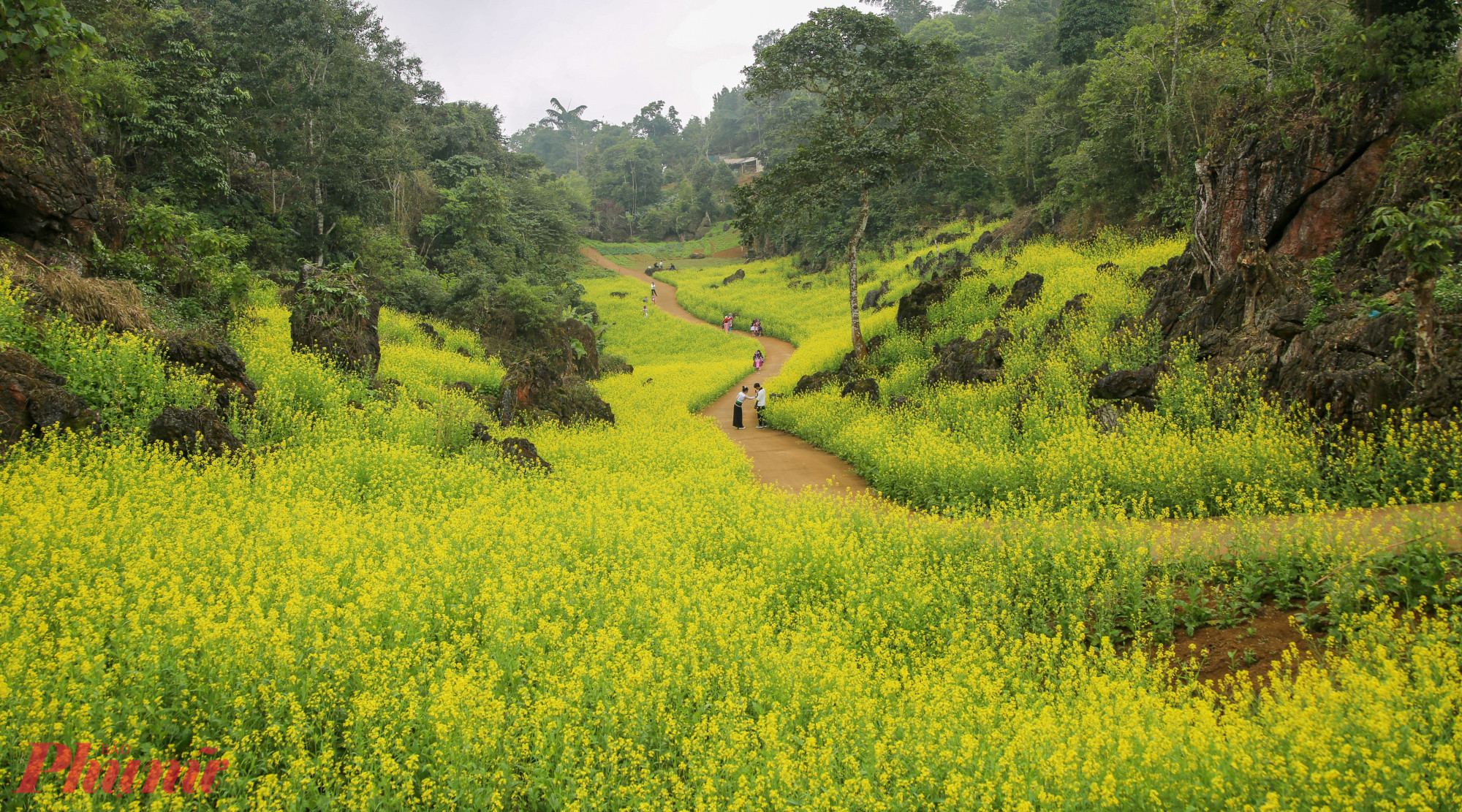 Tây Bắc đẹp đến nao lòng, không chỉ bởi những thửa ruộng bậc thang quen thuộc, mà còn bởi những cánh đồng cải vàng trải dài giữa núi non.