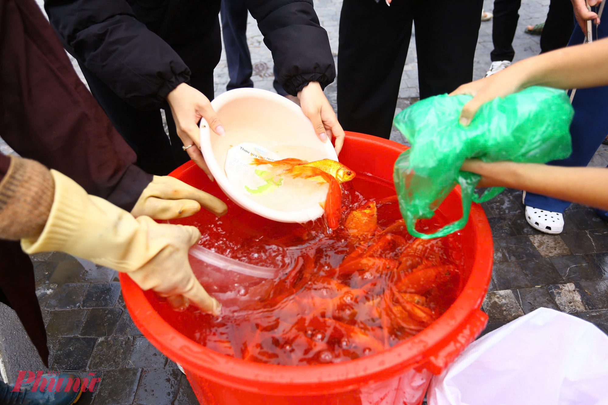 Các thùng nhựa đầy ắp cá chép.