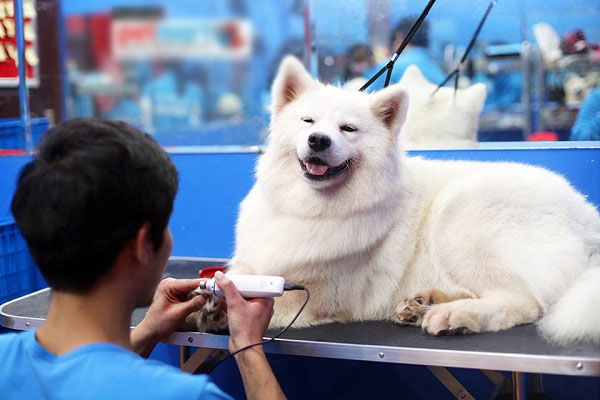 Năm nay, người dân thắt chặt chi tiêu nên tết này ít gửi thú cưng hơn so với các năm về trước