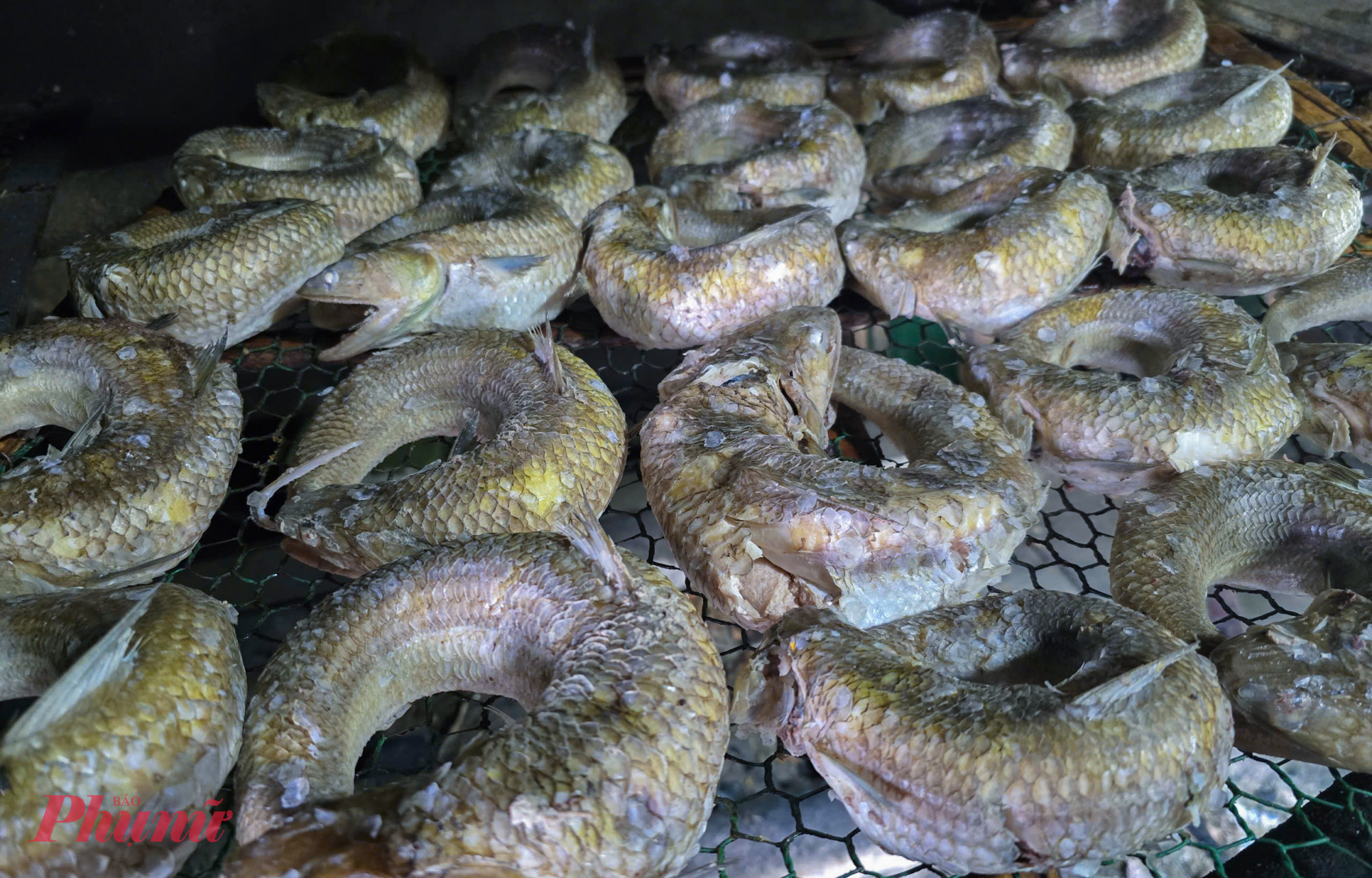 Cá thửng được chế biến khá công phu. Để tạo hình tròn, lúc hấp và nướng cá không bị vỡ, chủ lò nướng thường phải tự tay lựa chọn những con cá tươi ngon. Sau khi hấp, cá thửng được xông bằng bã mía từ 10-15 phút để tạo vị thơm ngọt và màu vàng bắt mắt. Thịt chắc, xương ít, thơm, bùi mà không ngán nên cá thửng xông khói được nhiều người lựa chọn trong thực đơn mâm cỗ ngày tết.