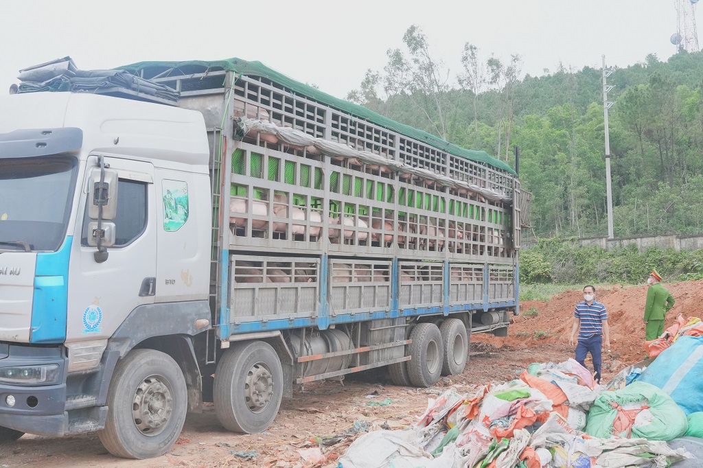 Xe tải chở hơn 15 tấn heo mắc dịch tả heo châu Phi đi tiêu thụ - Ảnh công an cung cấp